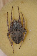 Image of Furrow spiders