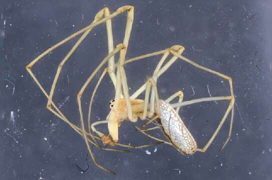 Image of Tetragnatha pinicola L. Koch 1870