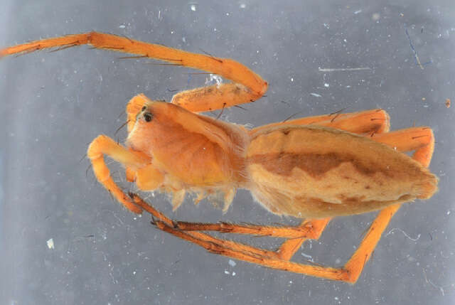 Image of Nursery-web spider