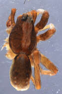 Image of Burnt wolf spider