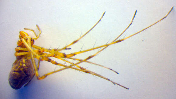 Image de Tetragnatha obtusa C. L. Koch 1837