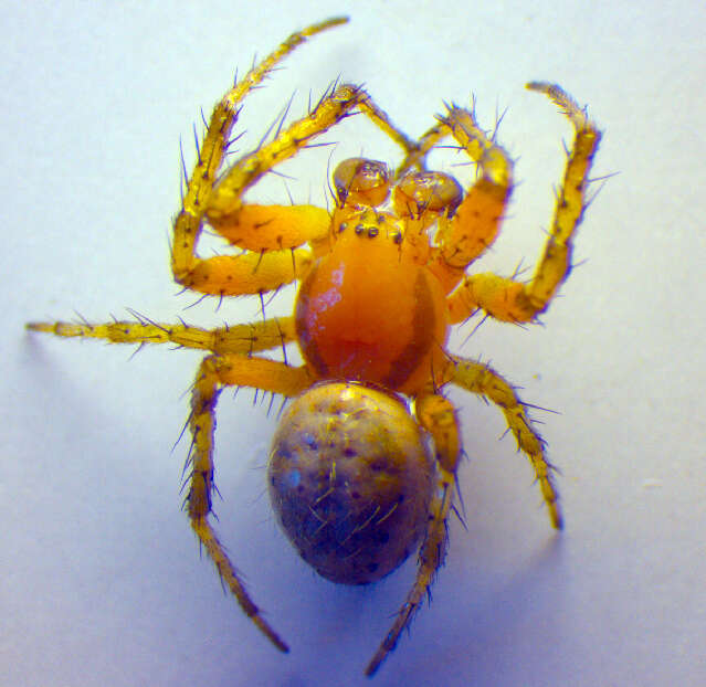 Image of Cucumber green spider