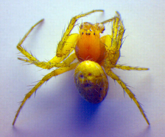 Image of Cucumber green spider