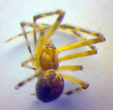 Image of Theridion pinastri L. Koch 1872