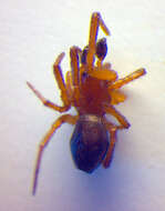 Image of Enoplognatha thoracica (Hahn 1833)