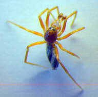 Oedothorax apicatus (Blackwall 1850) resmi