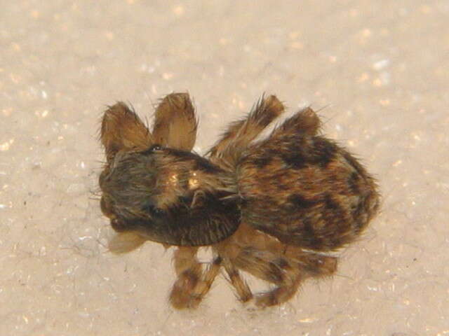 Image of Jumping spider