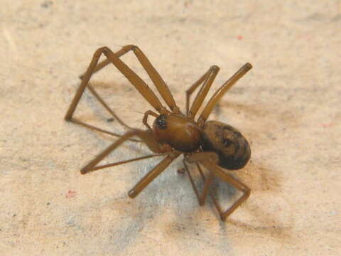 Image of Taranucnus setosus (O. Pickard-Cambridge 1863)