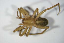 Image of liocranid sac spiders