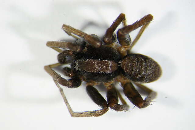 Image of Burnt wolf spider