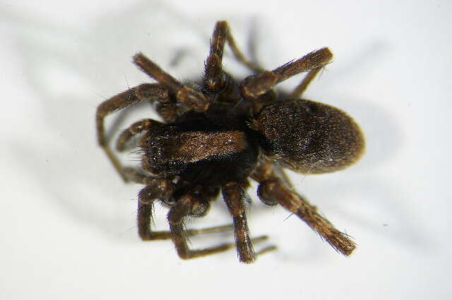 Image of Burnt wolf spider