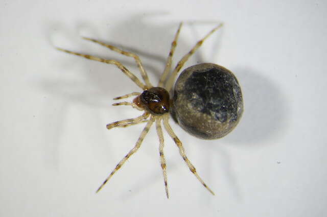 صورة Sardinidion