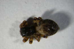 Image of Jumping spider