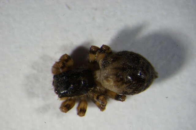 Image of Jumping spider