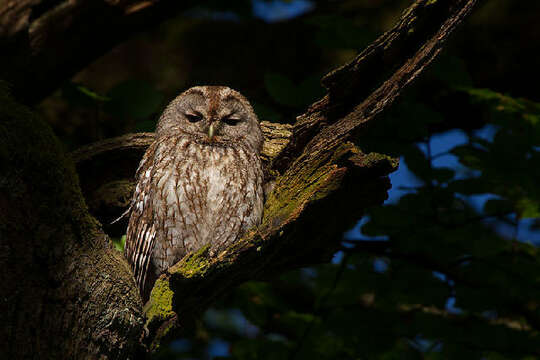 Image of typical owls