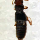 Image of Euaesthetus ruficapillus (Lacordaire 1835)