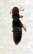 Image of Euaesthetus ruficapillus (Lacordaire 1835)