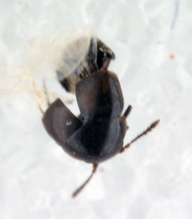 Image of Cypha tarsalis (Luze 1902)