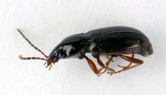 Image of Pterostichus (Phonias) strenuus (Panzer 1796)