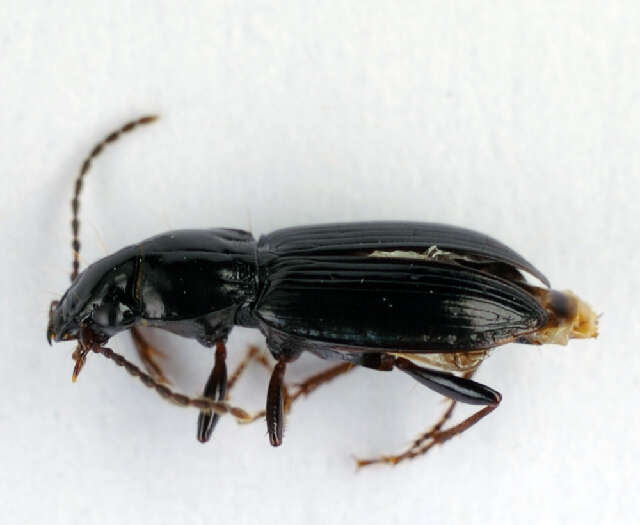 Image of Pterostichus (Pseudomaseus) minor (Gyllenhal 1827)