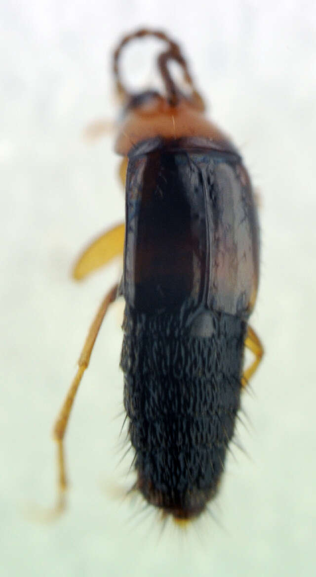 Image of Ischnosoma splendidum (Gravenhorst 1806)