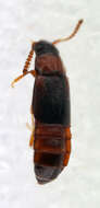 Image of Phyllodrepa ioptera