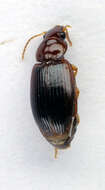 Image of Carabidae