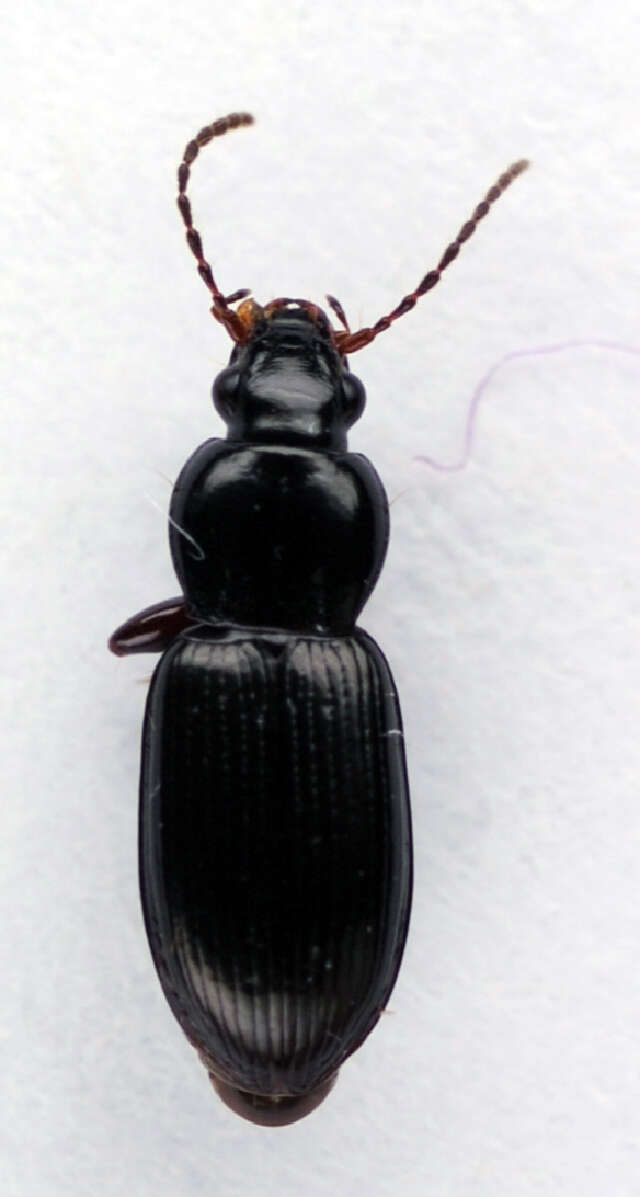 Image de Pterostichus (Phonias) diligens (Sturm 1824)