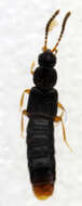 Image of Atheta (Philhygra) terminalis (Gravenhorst 1806)