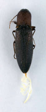 Image of <i>Agriotes pilosellus</i>