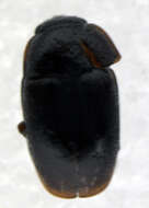 Image of <i>Lamiogethes haemorrhoidalis</i>