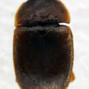 Image of <i>Epuraea melanocephala</i>