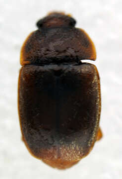 Image of <i>Epuraea melanocephala</i>