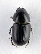 Image of <i>Aphodius ater</i>