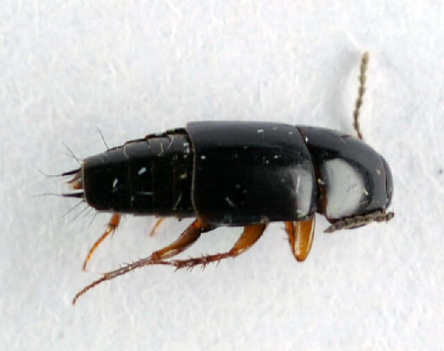 Image of Rove beetle