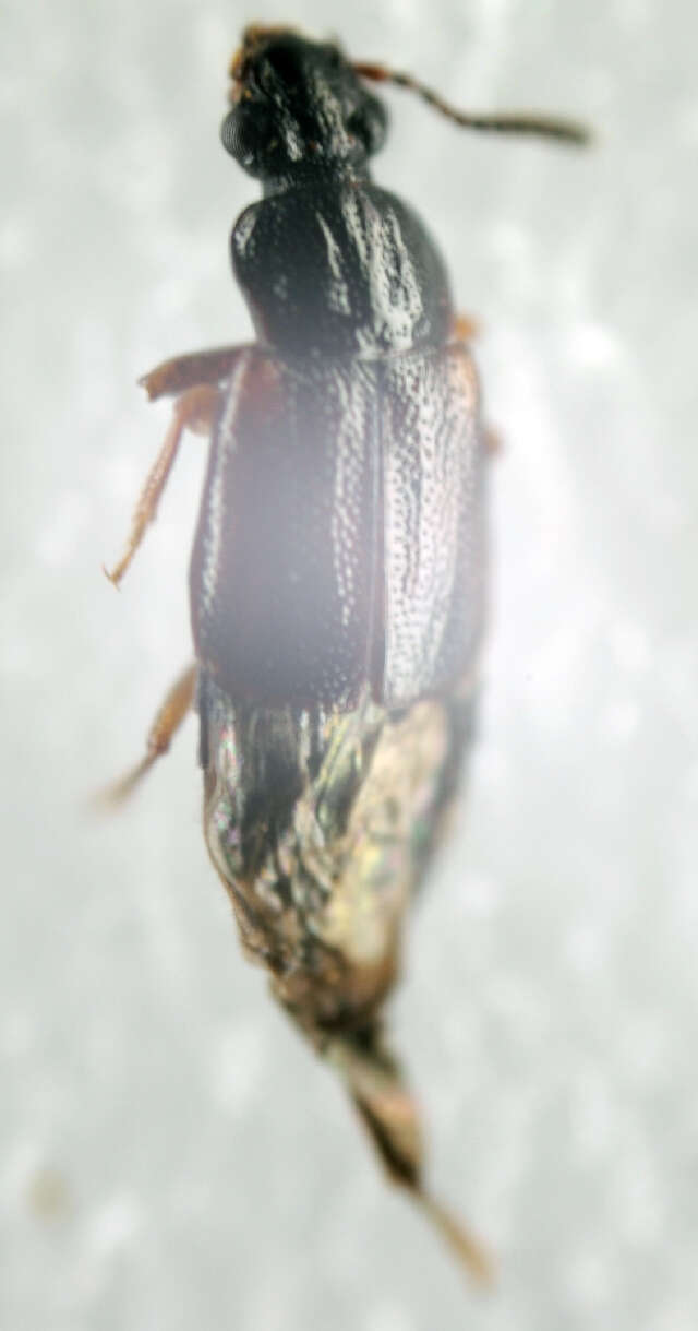 Image of Ocillate rove beetle