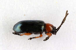 Image of Cereal leaf beetle