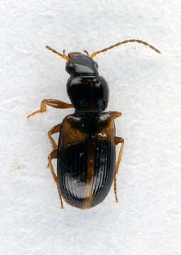 Image of Carabidae