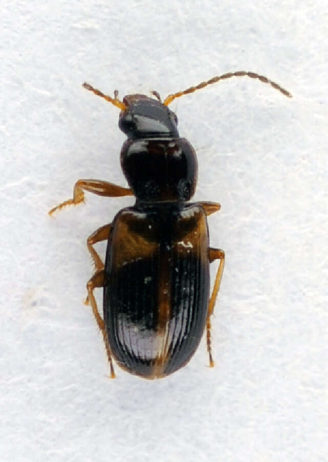 Image of Carabidae