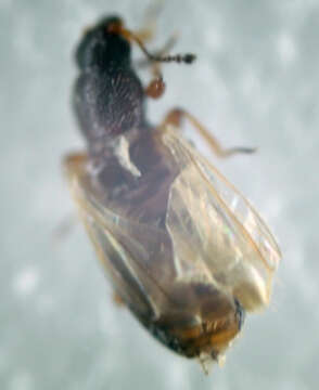 صورة <i>Melanophthalma curticollis</i>