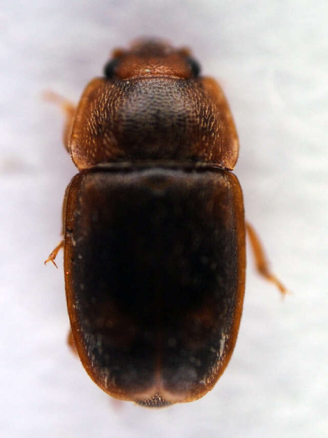 Image of Epuraea unicolor