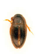 صورة Nargus (Demochrus) wilkinii (Spence 1813)