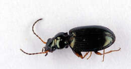 Bembidion (Peryphanes) deletum Audinet-Serville 1821的圖片