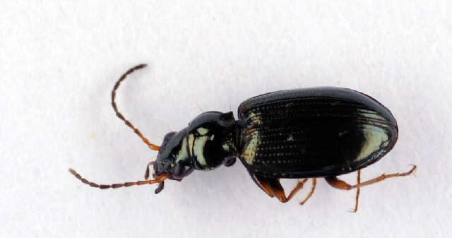 Bembidion (Peryphanes) deletum Audinet-Serville 1821的圖片