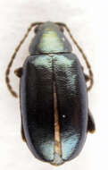 Image of <i>Phyllotreta nigripes</i>