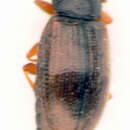 Image of <i>Corticarina fuscula</i>