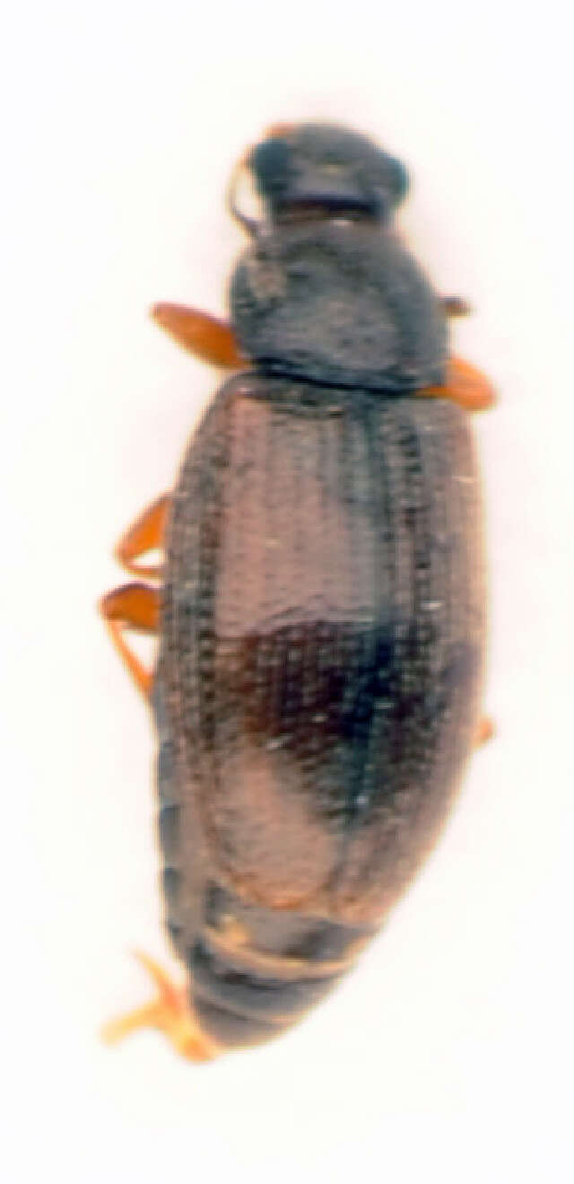 Image of <i>Corticarina fuscula</i>