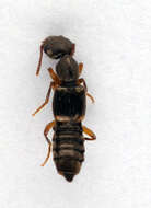 Image of Rugilus (Rugilus) orbiculatus (Paykull 1789)