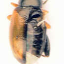 Image of <i>Longitarsus nasturtii</i>