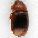 Image of <i>Epuraea melina</i>